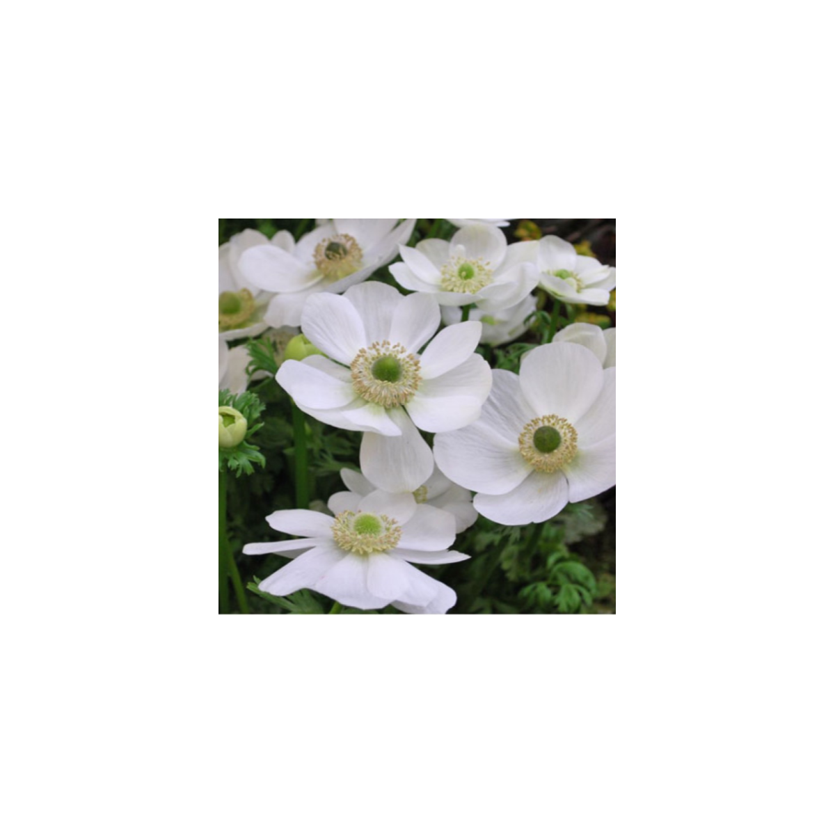 Sasanka Bride biela - Anemone - predaj cibuľovín - 3 ks