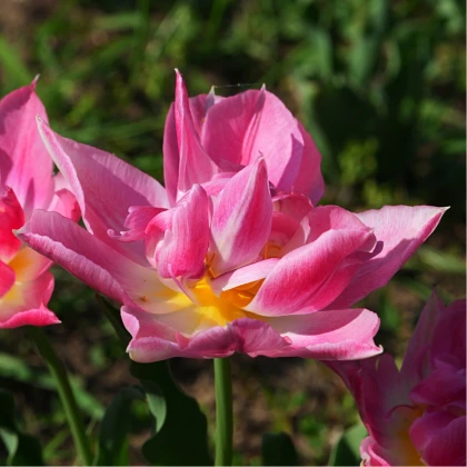 Tulipán Peach Blossom - Tulipa - predaj cibuľovín - 3 ks