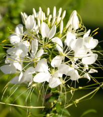 Kleoma tŕnistá biela - Cleome houtteana - predaj semien - 10 ks