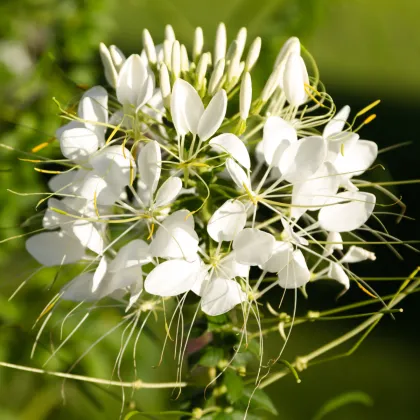 Kleoma tŕnistá biela - Cleome houtteana - predaj semien - 10 ks