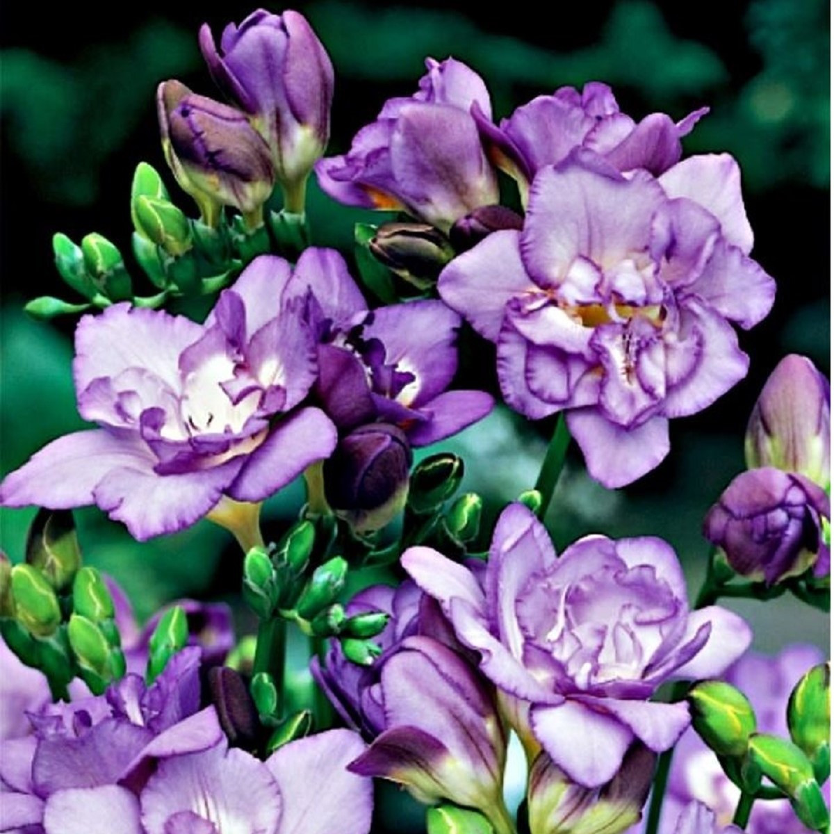 Frézia plnokvetá fialová - Freesia - predaj cibuľovín - 3 ks