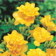 Frézia plnokvetá žltá - Freesia - predaj cibuľovín - 3 ks