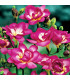 Frézia ružová plnokvetá - Freesia - predaj cibuľovín - 3 ks