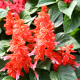 Šalvia žiarivá - Blaze of fire - Salvia splendens - predaj semien - 15 ks