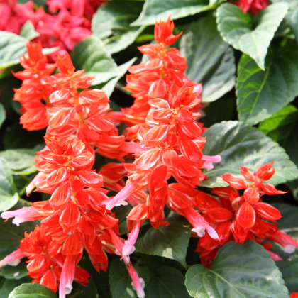 Šalvia žiarivá - Blaze of fire - Salvia splendens - predaj semien - 15 ks