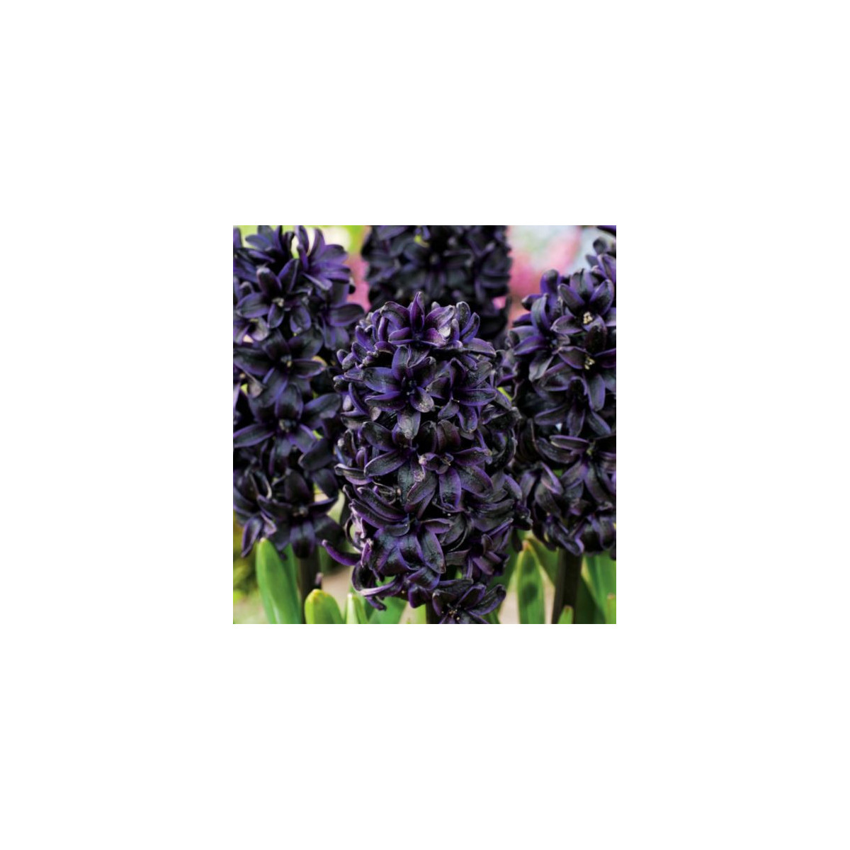 Hyacint Dark Dimension - Hyacintus - predaj cibuľovín - 1 ks