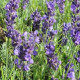 Levanduľa lekárska Lavance špeciál - Lavandula angustifolia - semiačka - 15 ks