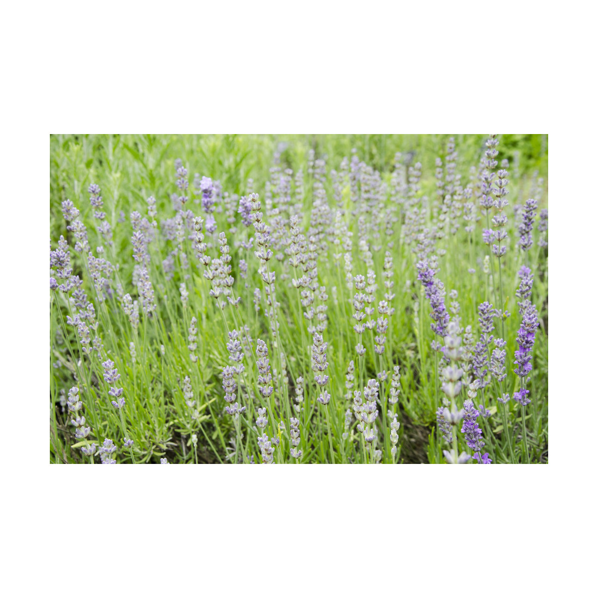 Levanduľa lekárska ružová ŠPECIÁL - Lavandula angustifolia - semiačka - 15 ks
