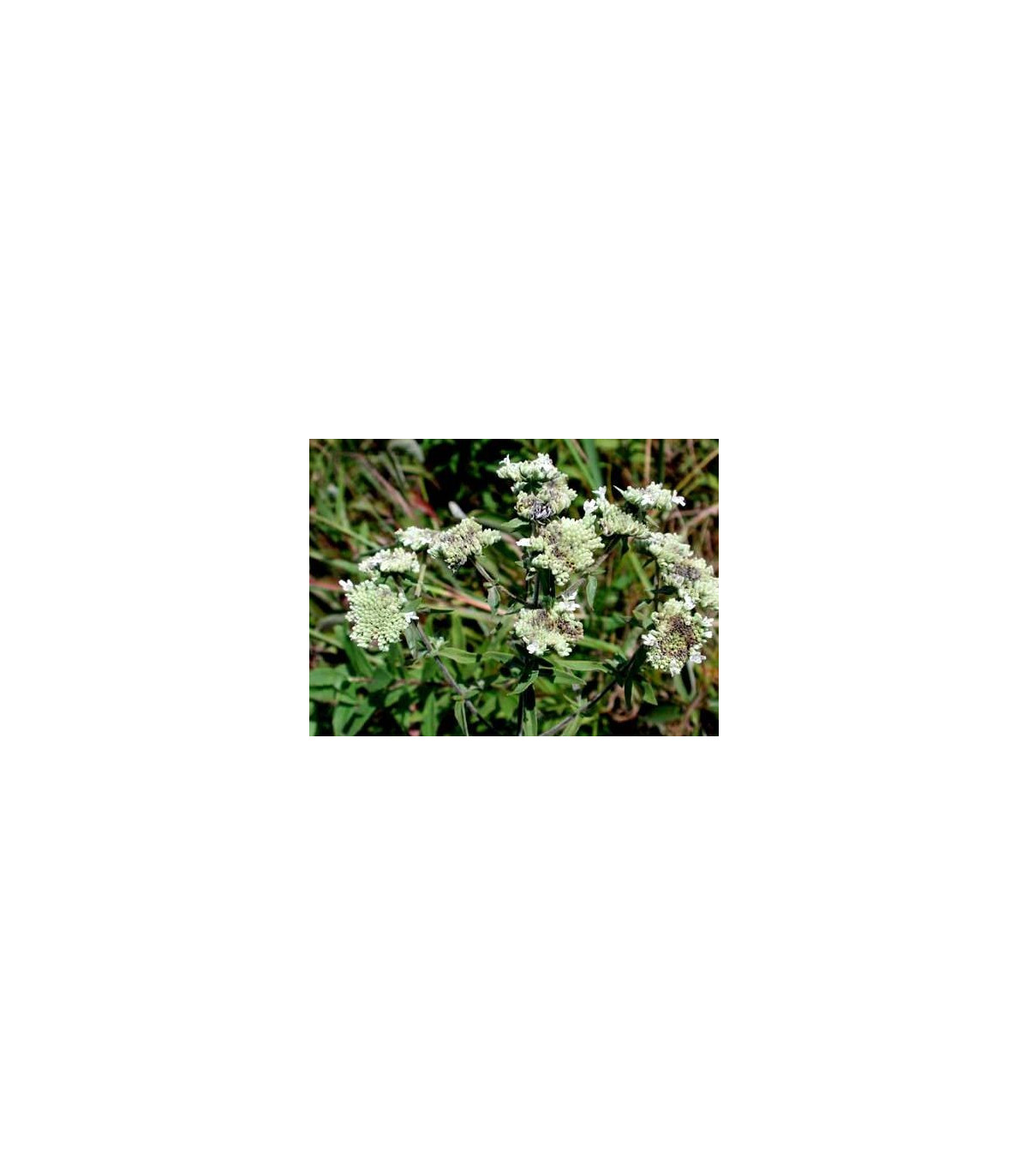 Americká horská mäta - Pycnanthemum pilosum - semiačka - 20 ks
