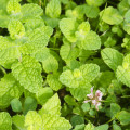 Mäta jablčná - Mentha rotundifolia - Mäta egyptská - semiačka - 50 ks