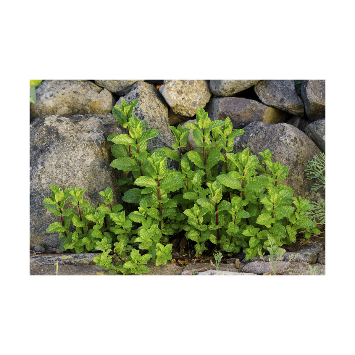 Mäta klasnatá - Mentha viridis - semiačka - 25 ks
