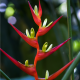 Helikonia farinosa červená - Heliconia farinosa - semiačka - 3 ks