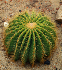 Echinokaktus Grusonov - Zlatá guľa - Echinocactus grusonii - semiačka - 8 ks