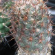 Kaktus Coryphantha bergeriana - semiačka - 5 ks