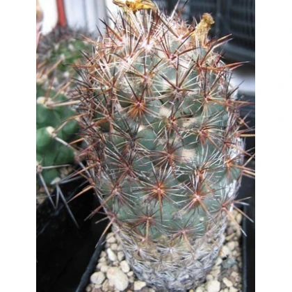 Kaktus Coryphantha bergeriana - semiačka - 5 ks