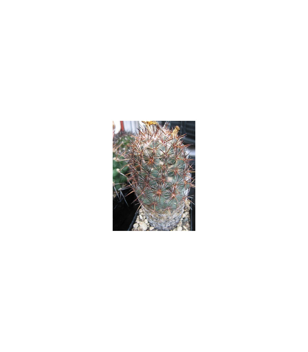 Kaktus Coryphantha bergeriana - semiačka - 5 ks