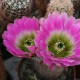 Kaktus Echinocereus mix - semiačka - 4 ks
