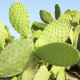 Opuncia - Indiánske figy - Opuntia ficus-indica -semiačka - 7 ks