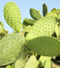 Opuncia - Indiánske figy - Opuntia ficus-indica -semiačka - 7 ks