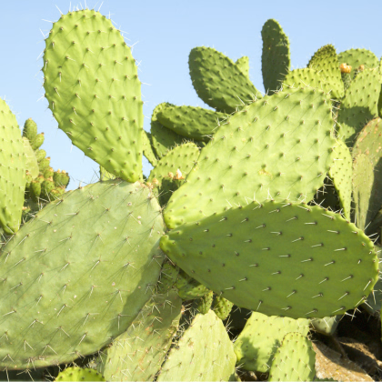Opuncia - Indiánske figy - Opuntia ficus-indica -semiačka - 7 ks