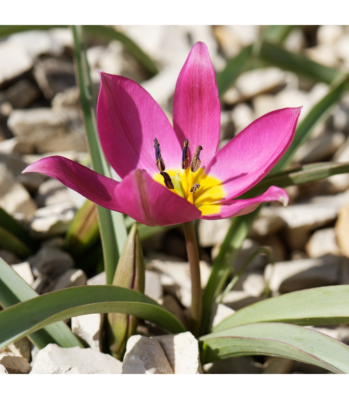 Tulipán Eastern Star pulchella - Tulipa - predaj cibuľovín - 3 ks