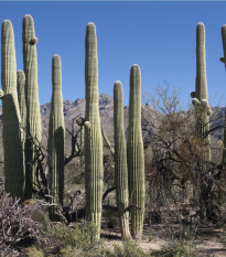 Saguaro - Carnegiea gigantea - semiačka - 5 ks