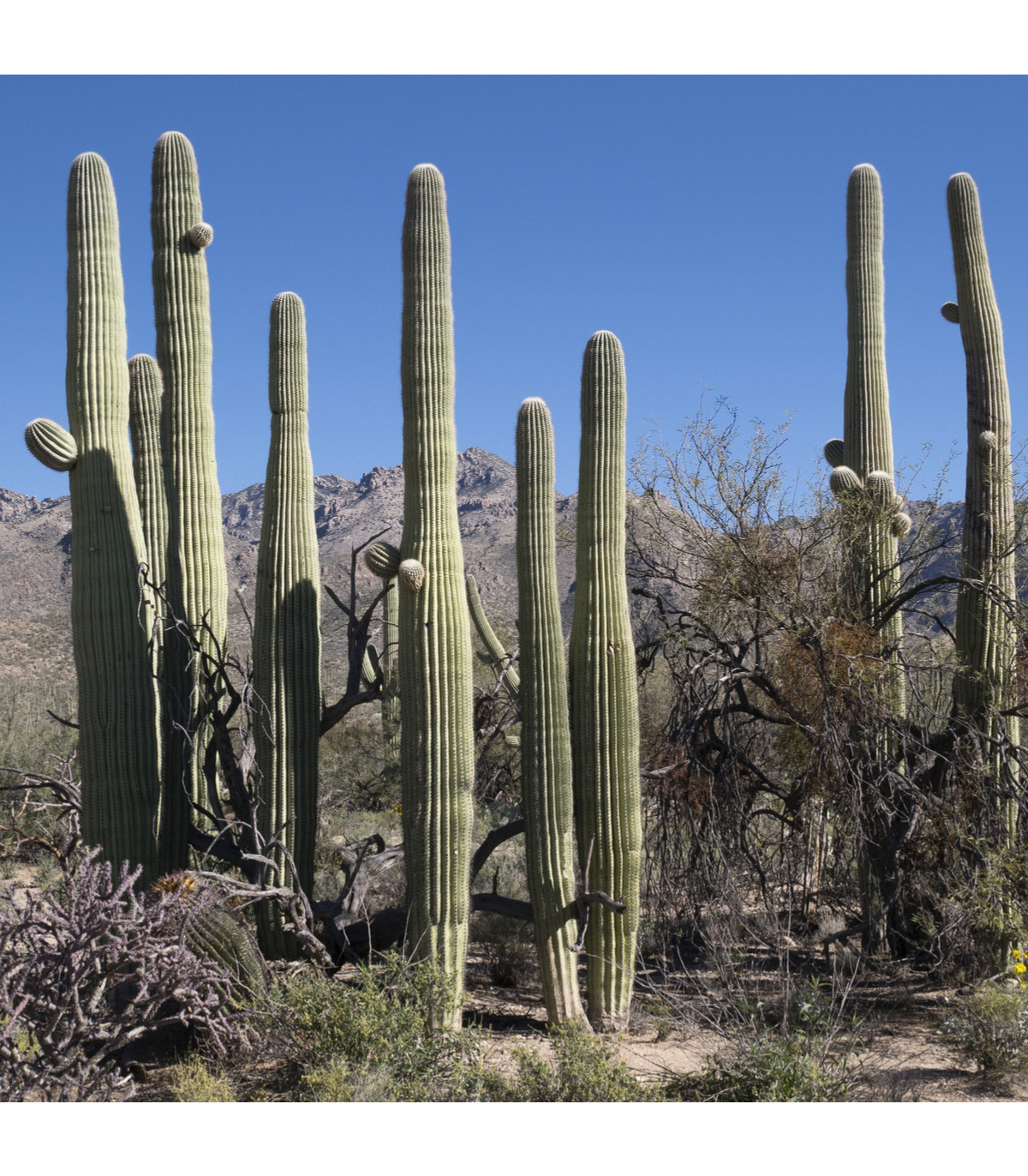 Saguaro - Carnegiea gigantea - semiačka - 5 ks