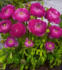 Iskerník plnokvetý fialový - Ranunculus asiaticus - predaj cibuľovín - 3 ks