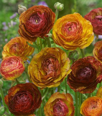 Iskerník plnokvetý Picotee café - Ranunculus asiaticus - predaj cibuľovín - 3 ks
