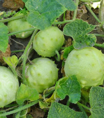 Kiwano Jelly Rund - Cucumis metuliferus - predaj semien - 8 ks