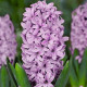 Hyacint Splendid Cornelia - Hyacinthus - predaj cibuľovín - 1 ks