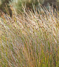 Ozdobná tráva Ficinia nodosa - semiačka - 10 ks