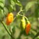 Chilli Aji Amarillo - Capsicum annuum - predaj semien - 7 ks