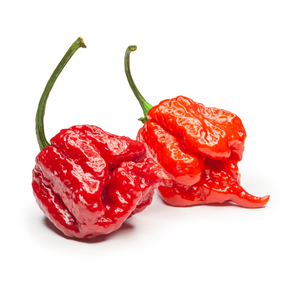 Chilli 7 Pot Primo - Capsicum chinense - predaj semien - 6 ks