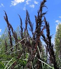 Ozdobná trstina Gahnia trifida - semiačka - 10 ks