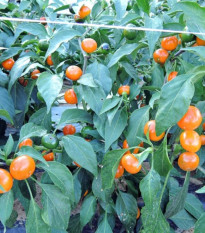 Chilli Koral oranžové - Capsicum annuum - predaj semien - 15 ks