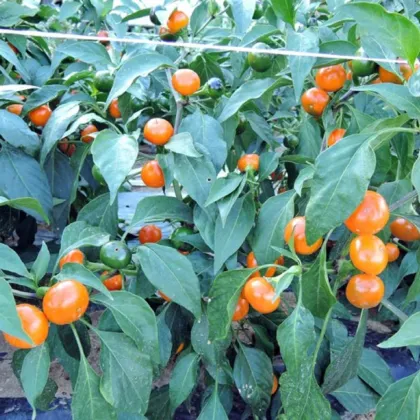 Chilli Koral oranžové - Capsicum annuum - predaj semien - 15 ks