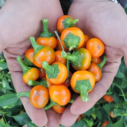Chilli Koral oranžové - Capsicum annuum - predaj semien - 15 ks