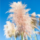 Pampová tráva ružová - Pampas - Cortaderia selleona - semiačka - 10 ks