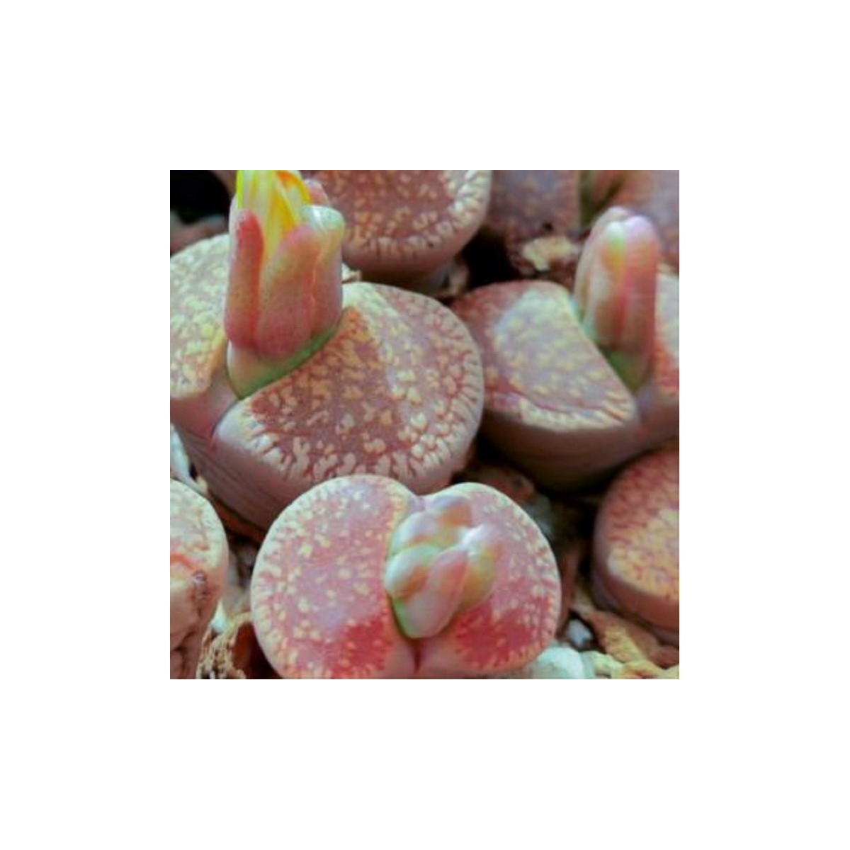 Lithops aucampiae Rudesheim Shiraz - predaj semien - 10 ks