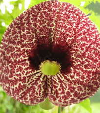 Podražec elegantný - Aristolochia - predaj semien - 5 ks