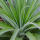 Puja - Puya mirabilis - semiačka - 15 ks