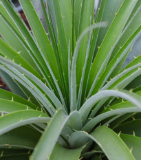 Puja - Puya mirabilis - semiačka - 15 ks