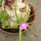 Tučnica mexická - Pinguicula moctezumae - predaj semien - 13 ks