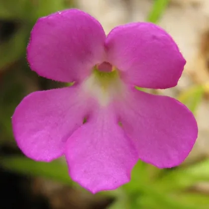 Tučnica mexická - Pinguicula moctezumae - predaj semien - 13 ks