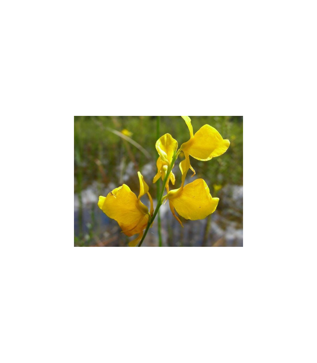 Bublinatka šidlovitá - Utricularia subulata - predaj semien - 15 ks
