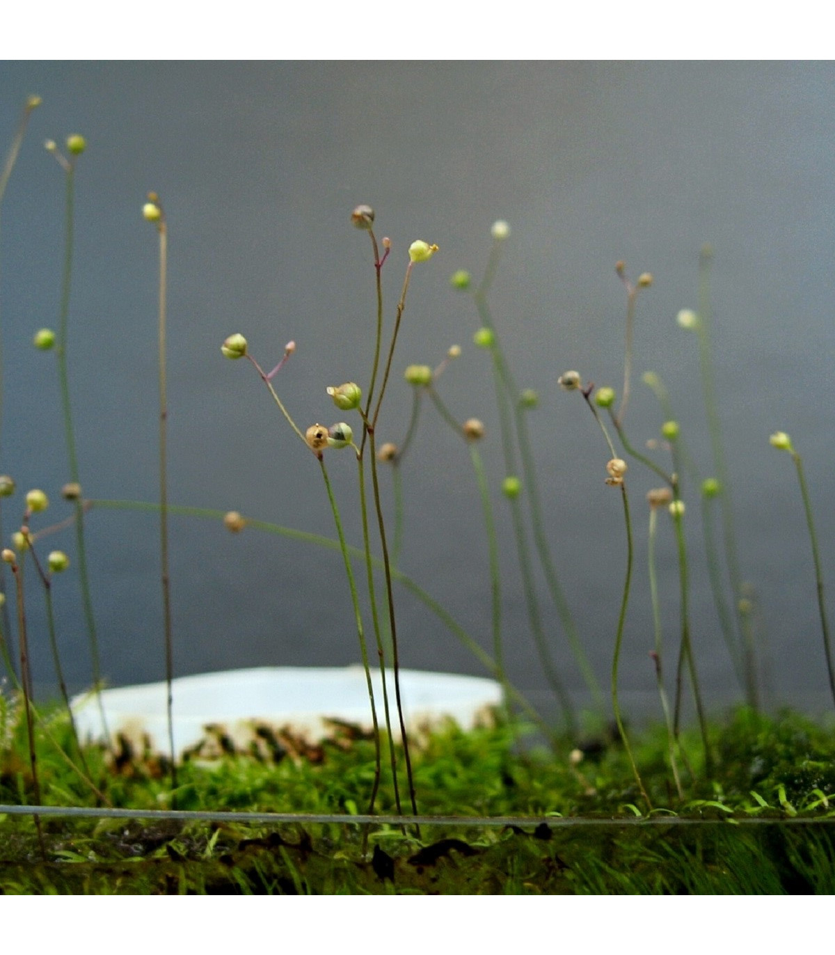 Bublinatka šidlovitá - Utricularia subulata - predaj semien - 15 ks