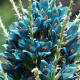 Puya Berteroniana - semiačka - 5 ks