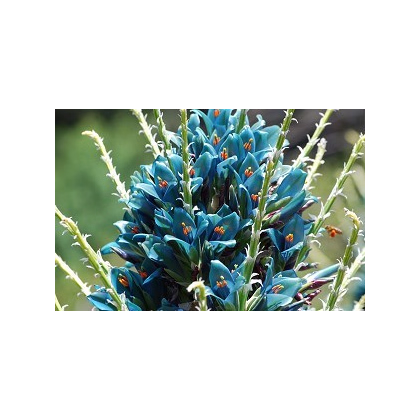 Puya Berteroniana - semiačka - 5 ks