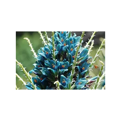 Puya Berteroniana - semiačka - 5 ks